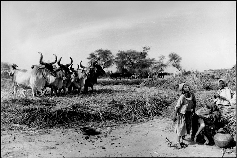 Winowing, Gujarat, 1978