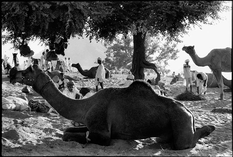 Pushkar fair, Rajasthan, 1974