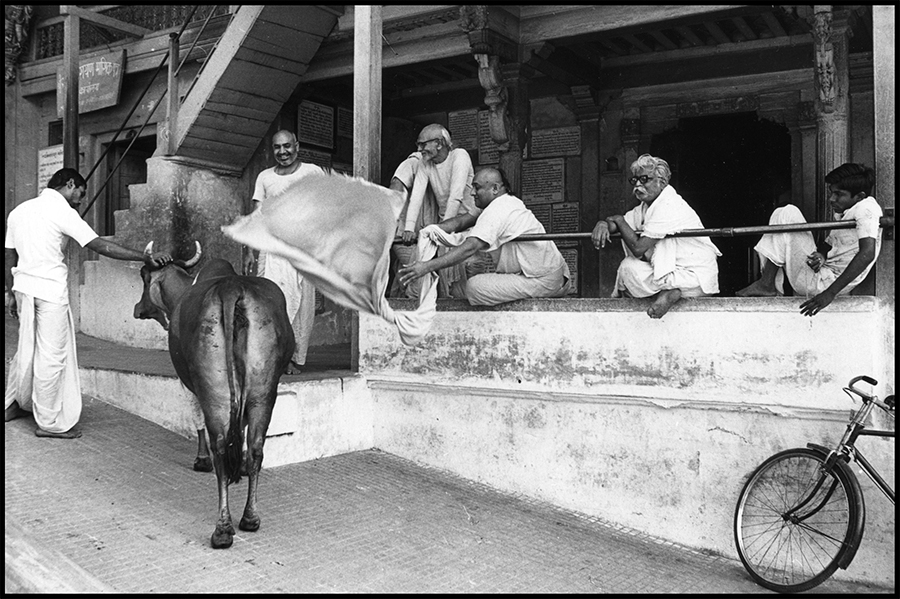 Brahmin priests playing with a cow, Ahmedabad, Gujarat, 1978