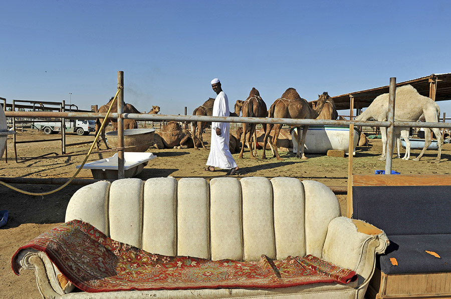 Camel market, Jeddah, Saudi Arabia, 2011