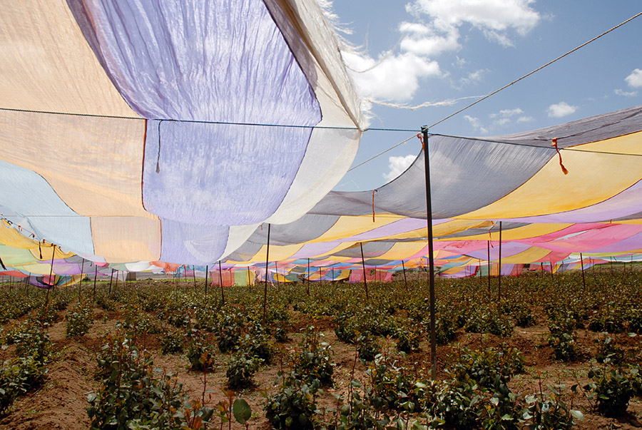 Qat field, Dhamar, Yemen,  2007