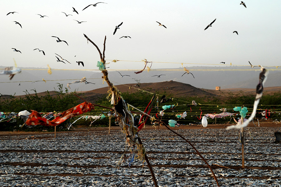 Sardines drying, Dhofar, Oman, 2007