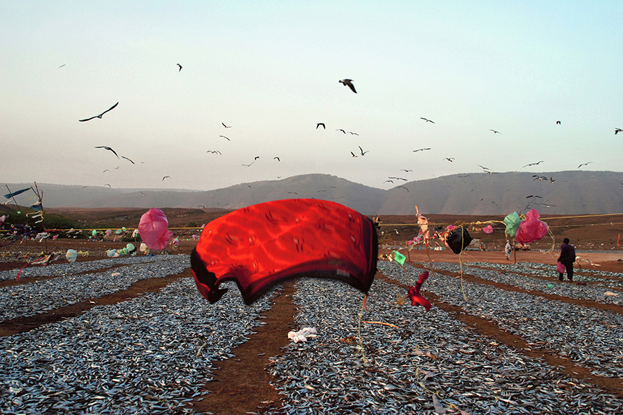 Sardines drying, Dhofar, Oman, 2007