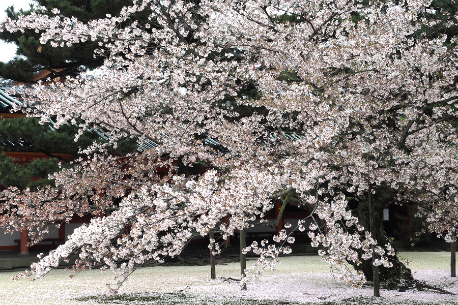 Heian Jingu shrine, Kyoto, Japan, 2015